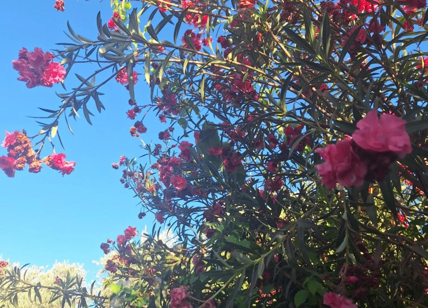Beldicolors Bed & Breakfast Lagouassem Morocco